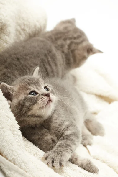 Funny kittens — Stock Photo, Image
