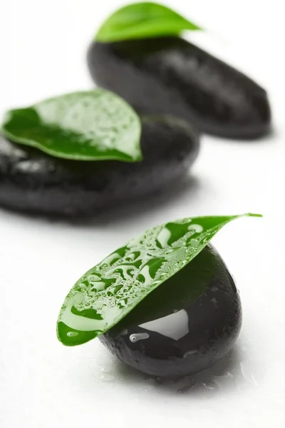 Black stones and green leaves — Stock Photo, Image