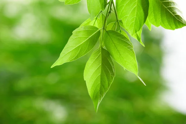 stock image Green leaves