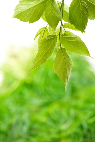 Folhas verdes — Fotografia de Stock