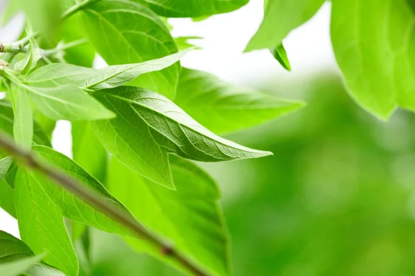 stock image Green leaves