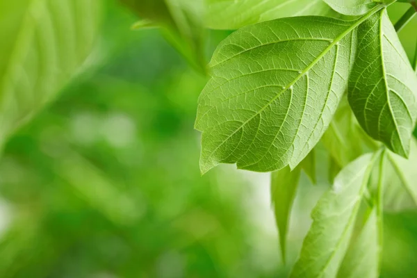 Folhas verdes — Fotografia de Stock