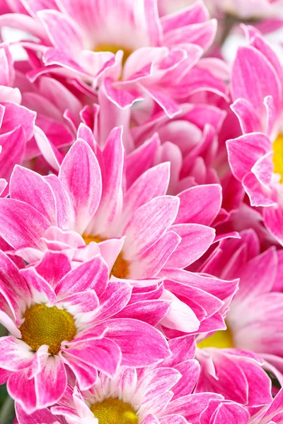 Chrysanthemum Flowers — Stock Photo, Image