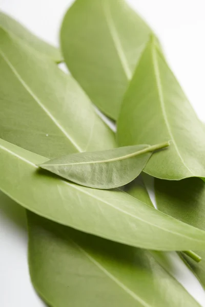 stock image Green leaves