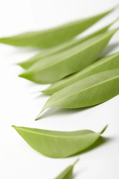 stock image Green leaves