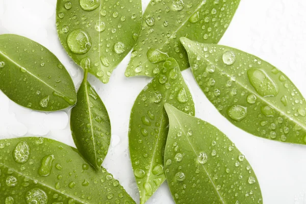 stock image Green leaves