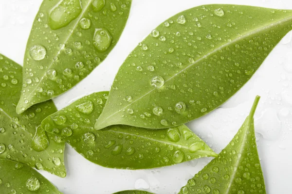 stock image Green leaves