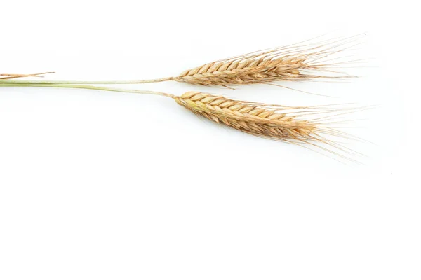 Grain ears — Stock Photo, Image
