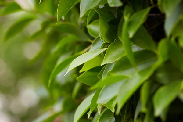 stock image Green bush