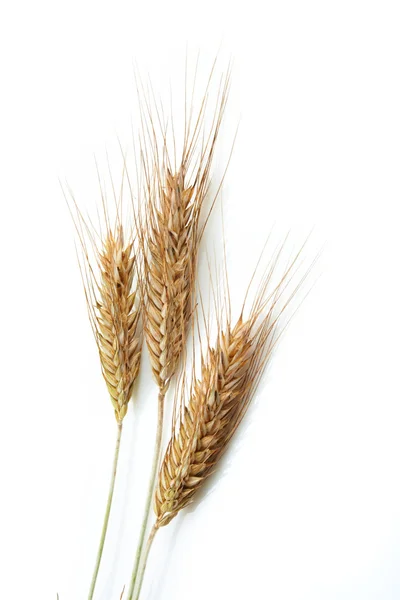Зерновые уши — стоковое фото