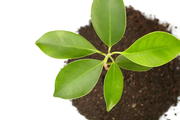 白い背景の上の若い緑の植物 — ストック写真
