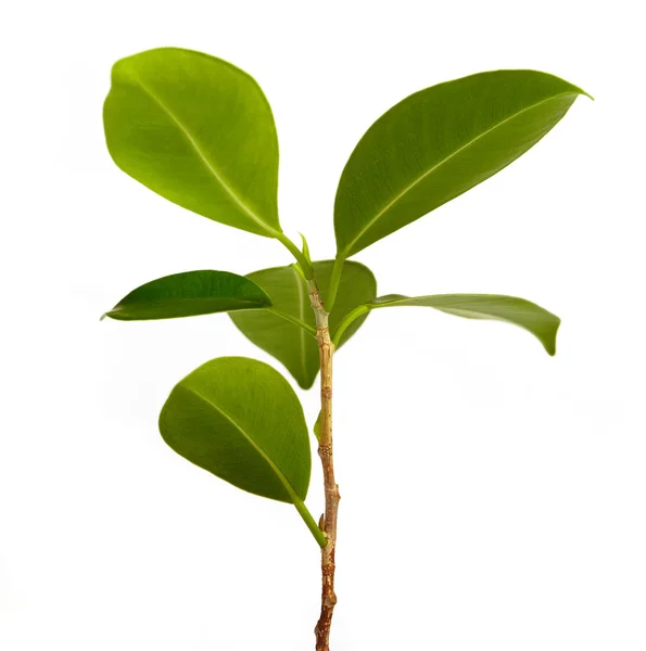 stock image Leaf