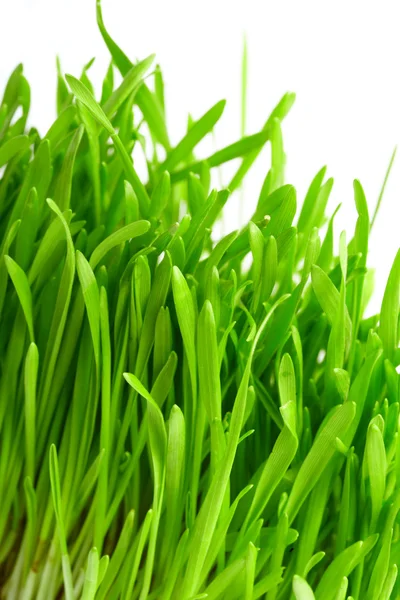 Frisches Gras — Stockfoto