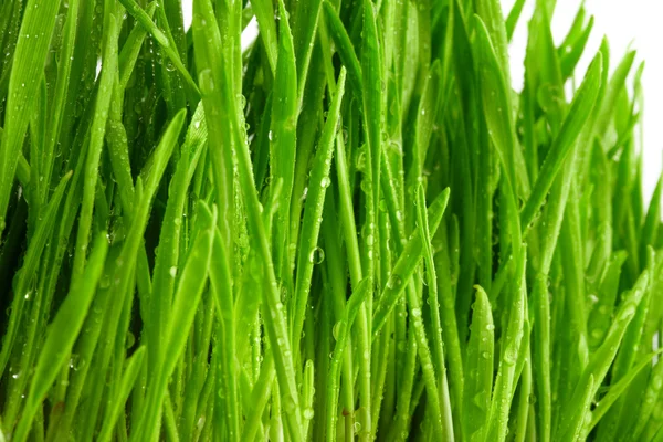 Słodkiej trawy — Zdjęcie stockowe