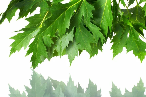 Green fresh maple leaves — Stock Photo, Image
