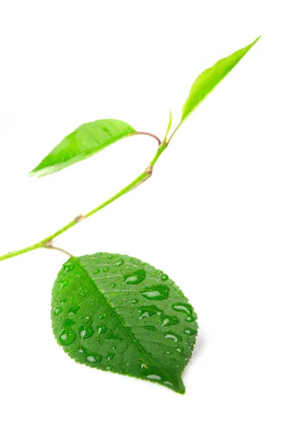 Close-up beautiful leaf — Stock Photo, Image