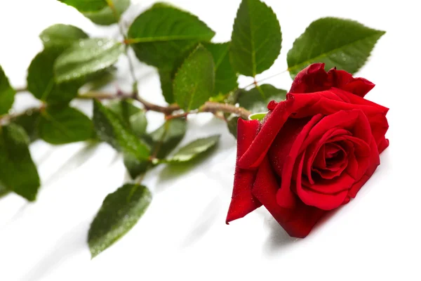 Bela rosa vermelha em um fundo branco — Fotografia de Stock
