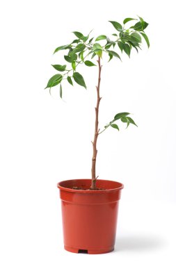 Young plant clipart