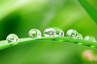 Drops with green grass clipart