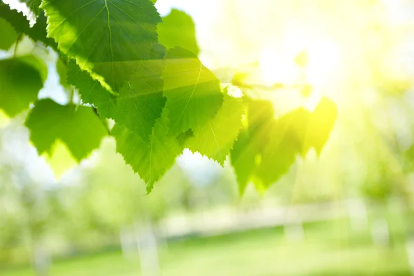 Feixe solar, folhas verdes — Fotografia de Stock