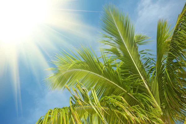 Branch of a palm tree in the blue sky — Stock Photo, Image
