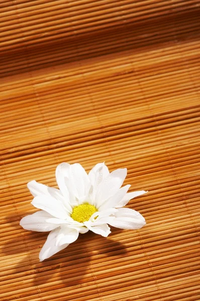 stock image Flowers spa