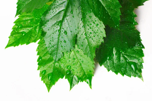 Leaf and drop — Stock Photo, Image