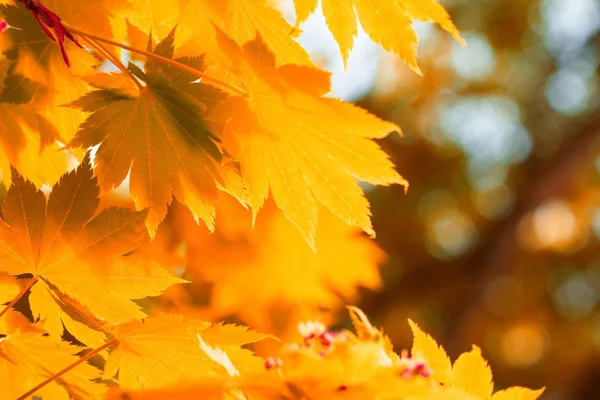 Herbst, gelbe Blätter — Stockfoto