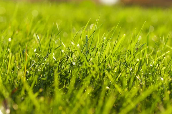 Młoda trawa zielony soczysty — Zdjęcie stockowe