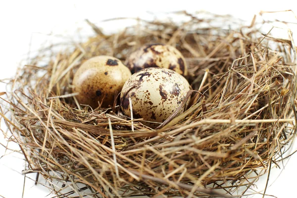 Egg in a real nest — Stock Photo, Image