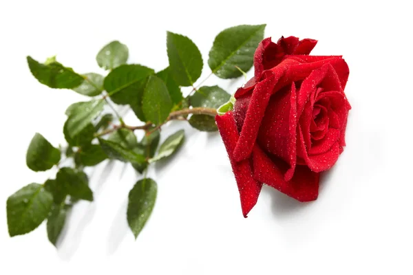 Όμορφο κόκκινο τριαντάφυλλο σε λευκό φόντο — Φωτογραφία Αρχείου