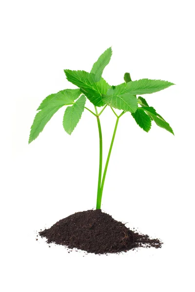 白い背景の上の若い緑の植物 — ストック写真
