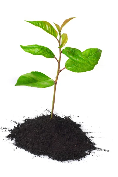 Jonge, groene plant op een witte achtergrond — Stockfoto
