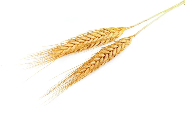 Grain ears — Stock Photo, Image
