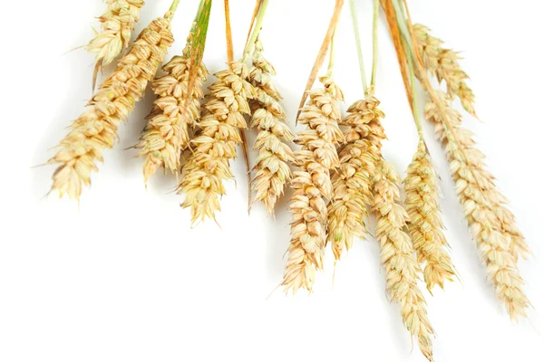 Peras de grano —  Fotos de Stock