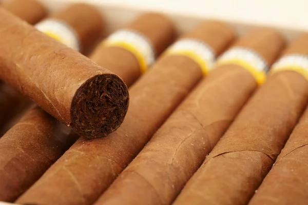 stock image Box of Cuban Cigars