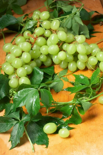 A levelek zöld szőlő — Stock Fotó