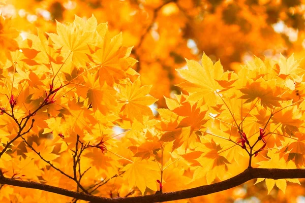 Herfst, gele bladeren — Stockfoto