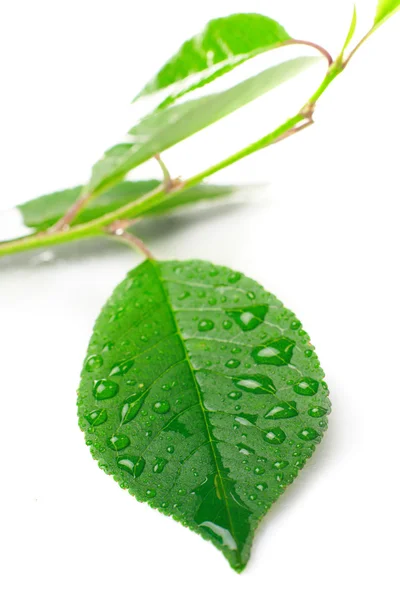 Primer plano hermosa hoja con gotas —  Fotos de Stock