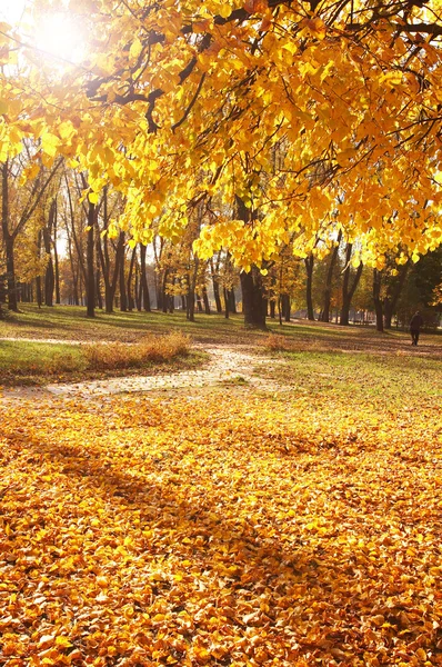 Autunno, sfondo autunno — Foto Stock