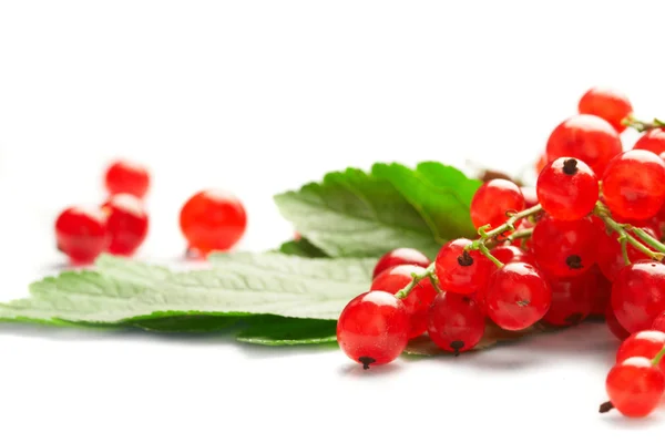 甘酸っぱい赤すぐりの果物と緑の葉. — ストック写真