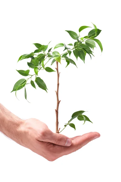 Zakenlieden, hand een plant — Stockfoto
