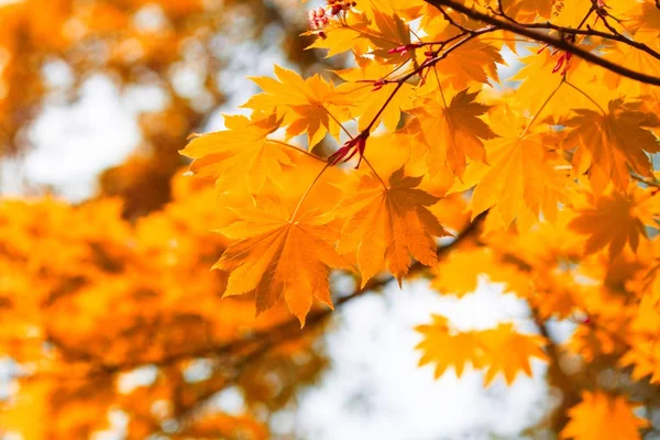 Herfst, gele bladeren — Stockfoto