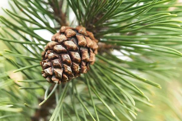 Branche de sapin avec un fruit — Photo