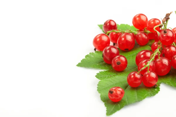 stock image Red currant fruit and green leaves.