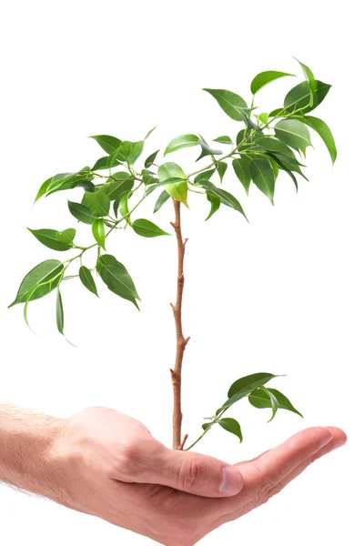 Geschäftsleute, überreicht eine Pflanze — Stockfoto