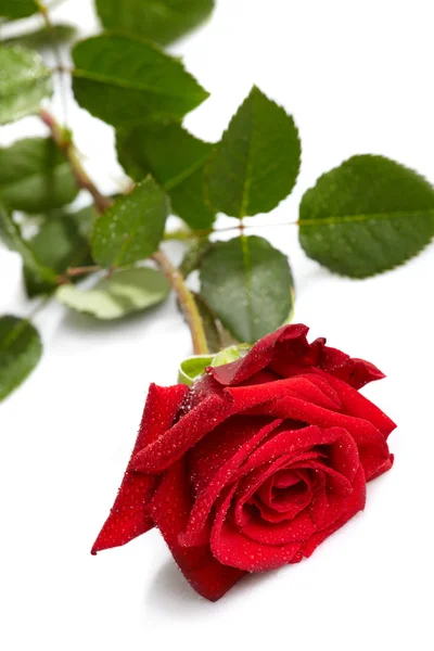 Красивая красная роза на белом фоне — стоковое фото