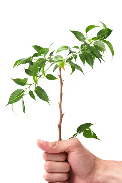 Geschäftsleute, überreicht eine Pflanze — Stockfoto