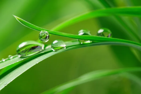 Drops with green grass — Stock Photo, Image