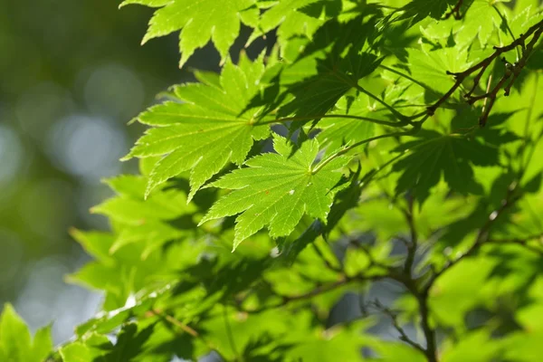 Hojas verdes — Foto de Stock